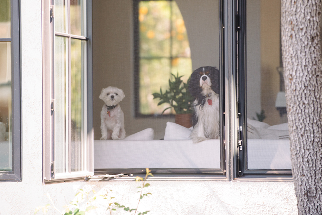 quarantine IRL - dogs in window