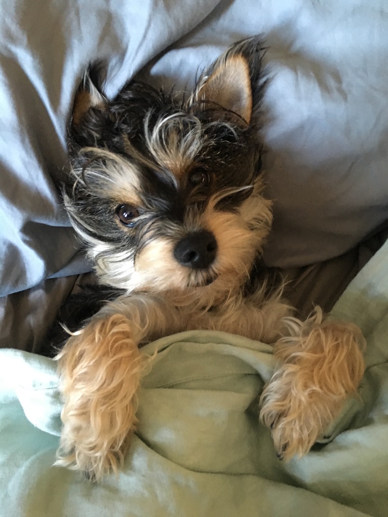 fall favorites puppy cuddles